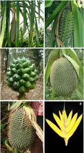 Image result for Pandanaceae