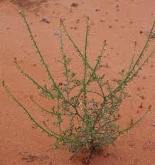Image result for Carrichtera annua