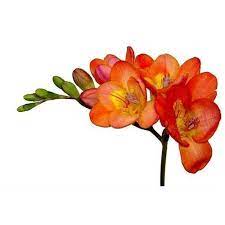 Freesia Orange Freesia Flowers Flower Drawing Fresia Flower