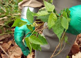 It can be hard to tell if the plant you're looking at is poison ivy or a lookalike. Poison Ivy Lookalikes Garden Gate