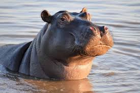 During the horrendous drought of by adopting one of the hippos in the two study groups, you will help us to implement a number of. Hippo Seen Wandering Around Chartwell Johannesburg