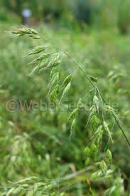 We did not find results for: Bromus Secalinus Rye Brome Seeds Plants Dried Herbs