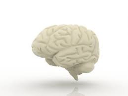 Pin On Anatomy Free 3d Models