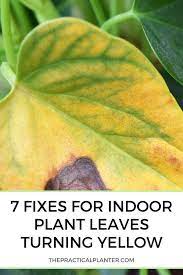 Indoor Plant Leaves Turning Yellow Fixes For 7 Common Causes Plant Leaves Turning Yellow Plant Leaves Plant Leaves Turning