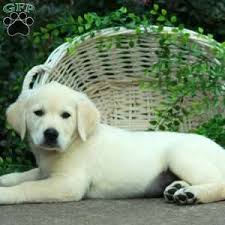 However, free golden retriever dogs and puppies are a rarity as rescues usually charge a small adoption fee to cover their expenses (usually. Uyrrnexmidl0qm