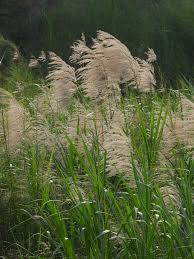 Image result for Phragmites karka