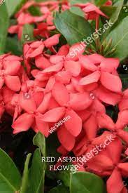 Red Ashoka Flowers Red Flowers Flowers Rose