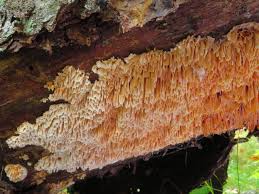 Image result for Pycnoporellus alboluteus
