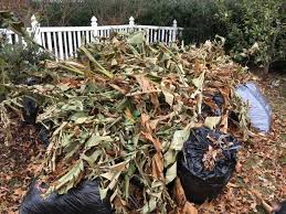 Hardy banana care / frozen banana popsicles / how to winterize musa basjoo banana trees orchid care, carnivorous plant culture, gardens, greenhouses & more. How To Winterize Hardy Bananas Musa Basjoo Great Escape Farms