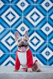 Look here to find a french bulldog breeder. Royal Empire French Bulldogs Blog Feed