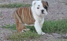 We love our new member of the family. Miniature English Bulldog Puppies For Sale Fairfax Va Bulldog Puppies English Bulldog Puppies Miniature English Bulldog