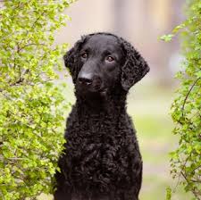 Submit your own picture start sharing your pictures with the world! Curly Coated Retriever Breed Information Characteristics Heath Problems Dogzone Com