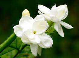 Http Img Hisupplier Com Var Userimages 2012 09 2f17 2f083646320500 Jpg Jasmine Plant Jasmine Plant Indoor Jasmine Flower