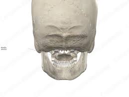 Image result for Maxillary Bone