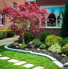Ribbon Leaf Japanese Maple Japanese Maple Tree Landscape Maple Tree Landscape Japanese Maple Tree