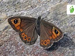 By now you already know that, whatever you are looking for, you're sure to find it on aliexpress. Large Wall Brown Lasiommata Maera Butterflies Naturegate