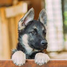 German shepherds have been a part of our family for over 25 years, and we take pride in our dogs through the love and care we provide to them. German Shepherd Puppies For Sale In Texas