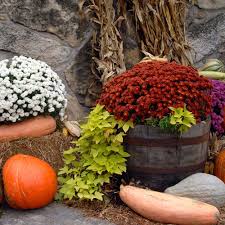 Even though the temperatures don't quite feel like fall yet, the calendar says it's time to get some fall outdoor decorating done. How To Plant Mums For Fall The Home Depot