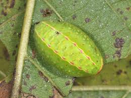 Image result for Apoda limacodes