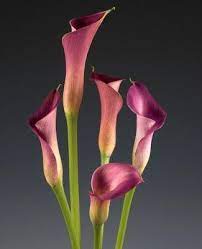 Lipstick Mini Calla Lilies Weddingflowers Mini Calla Lilies Pink Calla Lilies White Wedding Flowers Bouquet