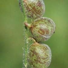 Image result for Crotalaria steudneri