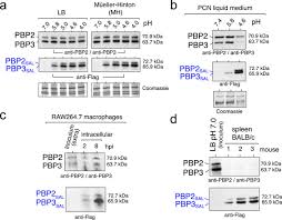.(hpi, 84.15% protein content) and defatted hemp seed protein meal (hpm, 44.32% protein the hpi had minimum protein solubility (ps) at ph 4.0, which increased as ph was decreased or increased. An Alternative Penicillin Binding Protein Involved In Salmonella Relapses Following Ceftriaxone Therapy Ebiomedicine