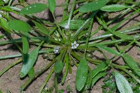 Image result for Limosella