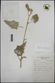 Image result for Hibiscus panduriformis