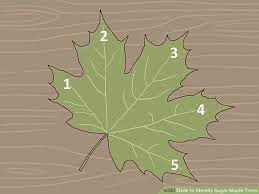 How To Identify Sugar Maple Trees Maple Tree Sugar Maple Silver Maple Tree
