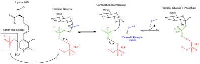 This gene encodes a muscle enzyme involved in glycogenolysis. Glycogen Phosphorylase Wikipedia