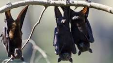 निपाह वायरस क्या है, जिसकी वजह से ...