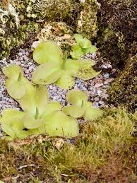 Image result for Lentibulariaceae