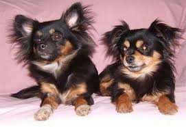 Black And Brown Pomeranian Price In India Front View Two Black With Brown Pomchi Dogs Are Laying Side By Side On A Pink Blanket And They Are Looking To Pomchi Puppies Dog Breeds Pictures Hybrid Dogs
