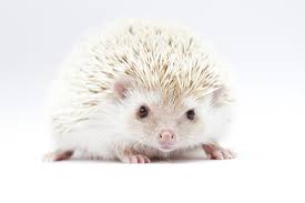 How to say landak, learn how do you pronounce landak in english with native pronunciation? For Everyone Who Loves Pets Pet House