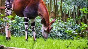 Un world wildlife day is held each year on the anniversary of the signing. Bkxuv0akie2a0m