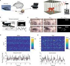 Dummies has always stood for taking on complex concepts and making them easy to understand. Dynamic States Of Population Activity In Prefrontal Cortical Networks Of Freely Moving Macaque Nature Communications