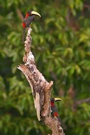 Bird With Red Neck Red Neck Arecari Birds Bird Feeders Feathered