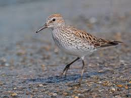 Image result for Didymosalpinx callianthus