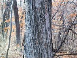 Sugar maple leaf in spring. Sugar Maple Natural Resource Stewardship