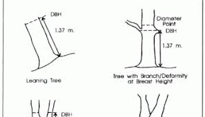 Spiegel Relascope Relaskop Forestrypedia