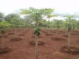 Male papaya trees will not pollinate. Papaya Natural Green Movement