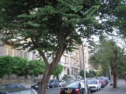 Mar 12, 2021 contract expires: Street In Zamalek While Walking Back To Longchamps Picture Of Hotel Longchamps Cairo Tripadvisor