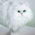 Persian Cats and Kittens for sale in the UK | Pets4Homes