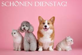 Finde hier kostenlose schöne & lustige guten morgen bilder. Auto Vox On Twitter Guten Morgen Haustier Katze Hund Katzenfreunde Hundefoto Tierfotografie