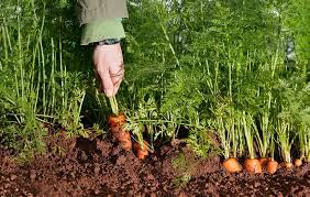 The seeds will germinate in 10 to 21 days. How To Grow Carrots