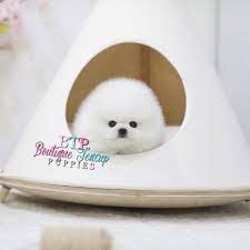 This is simply a term to describe a smaller than average version of the breed. Micro Teacup Pomeranian Puppies For Sale In Texas White Miniature Toy Pom Puppies For Sale Bout Pomeranian Puppy For Sale Pomeranian Puppy Puppies For Sale