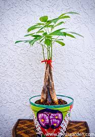 In this one, we're showing you how to repot a money tree. How To Repot A Money Tree Pachira Aquatica Plus The Mix To Use