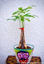 If the soil is too dry, your plant will let you know by dropping its leaves. How To Repot A Money Tree Pachira Aquatica Plus The Mix To Use