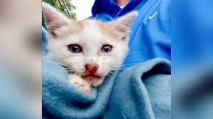 We ship by private courier to your local airport. Police Seek Person Who Threw 2 Kittens From Car Window In Toms River Abc7 New York