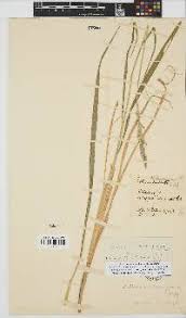 Image result for Pegolettia senegalensis